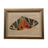Gravure "Papillon" par STOECKLIN