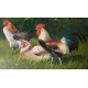Tableau "Coq et poule" signé A. SCHÖNIAN