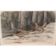 Gravure "Coq de Bruyère" signée RIME