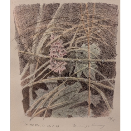 Gravure "Digitale pourpre" signée COSANDEY