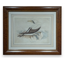 Aquarelle "Fou de Bassan" signée Louis DE COULON