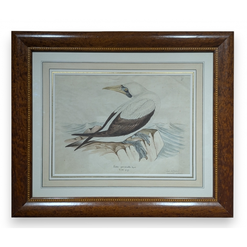 Aquarelle "Fou de Bassan" signée Louis DE COULON
