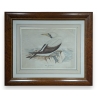 Aquarelle "Fou de Bassan" signée Louis DE COULON
