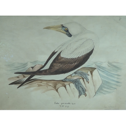 Aquarelle "Fou de Bassan" signée Louis DE COULON