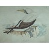 Aquarelle "Fou de Bassan" signée Louis DE COULON