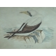 Aquarelle "Fou de Bassan" signée Louis DE COULON