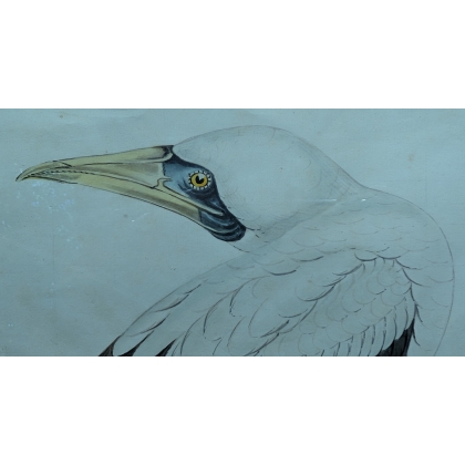 Aquarelle "Fou de Bassan" signée Louis DE COULON