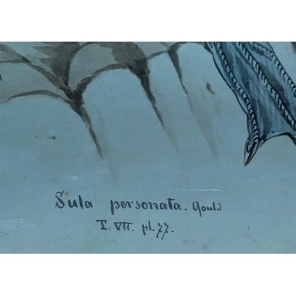 Aquarelle "Fou de Bassan" signée Louis DE COULON