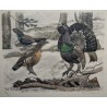 Engraving entitled ‘Rooster, Hen and Young Rooster’, signed HAINARD