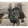 Engraving entitled ‘Rooster, Hen and Young Rooster’, signed HAINARD