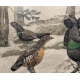 Gravure "Coq, poule et jeune coq" signée HAINARD