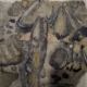 Gravure "Ombre" signée HAINARD
