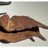 Cloche Chèvre marocaine en terre cuite