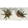 Paire de petits bougeoirs Ananas cloisonnés