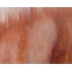 Tableau "Cheval" signé A EGOLF 93