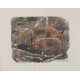 Gravure "Deux renards" signée Robert HAINARD