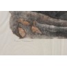 Engraving entitled ‘Two Foxes’, signed by Robert HAINARD