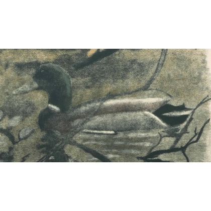 Gravure "Colvert" signée Robert HAINARD