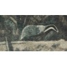 Gravure "Deux blaireaux" signée Robert HAINARD
