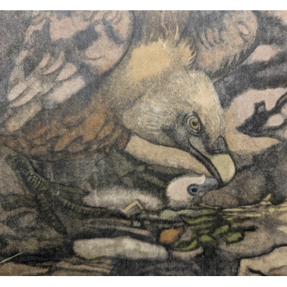 Engraving entitled ‘Golden Vulture’, signed by Robert HAINARD