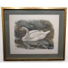 Engraving entitled ‘Bewick’s Swan’, signed by Robert HAINARD