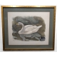 Gravure "Cygne de Bewick" signée Robert HAINARD