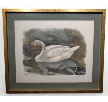Gravure "Cygne de Bewick" signée Robert HAINARD