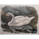 Gravure "Cygne de Bewick" signée Robert HAINARD