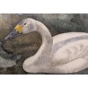 Engraving entitled ‘Bewick’s Swan’, signed by Robert HAINARD