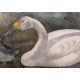 Gravure "Cygne de Bewick" signée Robert HAINARD