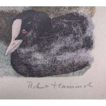 Engraving entitled ‘Bewick’s Swan’, signed by Robert HAINARD