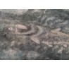 Gravure "Truite gobant" signée HAINARD