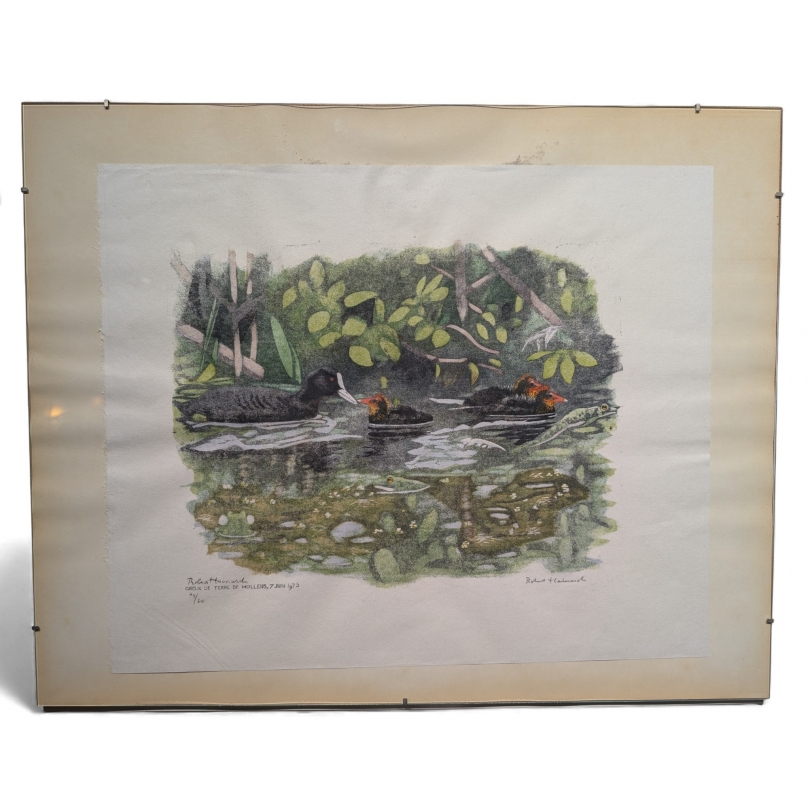 Engraving entitled ‘Coot and Chicks’, signed HAINARD