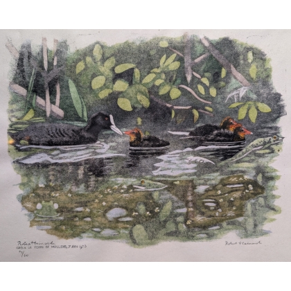 Engraving entitled ‘Coot and Chicks’, signed HAINARD