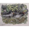 Engraving entitled ‘Coot and Chicks’, signed HAINARD