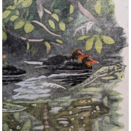 Engraving entitled ‘Coot and Chicks’, signed HAINARD