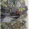 Engraving entitled ‘Coot and Chicks’, signed HAINARD