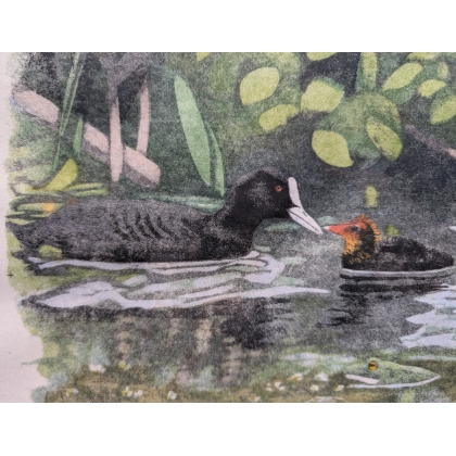 Engraving entitled ‘Coot and Chicks’, signed HAINARD
