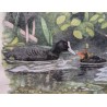 Engraving entitled ‘Coot and Chicks’, signed HAINARD