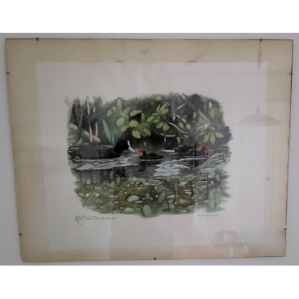 Engraving entitled ‘Coot and Chicks’, signed HAINARD