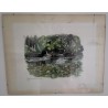 Engraving entitled ‘Coot and Chicks’, signed HAINARD