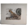 Gravure "La renarde inquiète" signée HAINARD