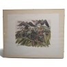 Engraving entitled ‘The Sunset of the Starlings’, signed HAINARD