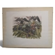 Gravure "Le coucher des étourneaux" signée HAINARD
