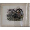 Engraving entitled ‘The Sunset of the Starlings’, signed HAINARD