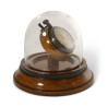 Montre Gousset sur socle, sous une cloche