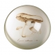 Presse-papier Champignons