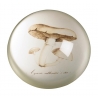 Presse-papier Champignons