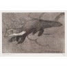 Gravure "Fouine" signée HAINARD