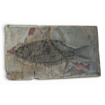 Sparnodus vulgaris fossilisé